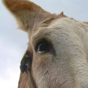 Meet your Posher, Jesse